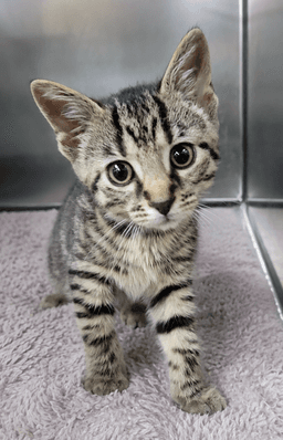 Kitten Everette image 4