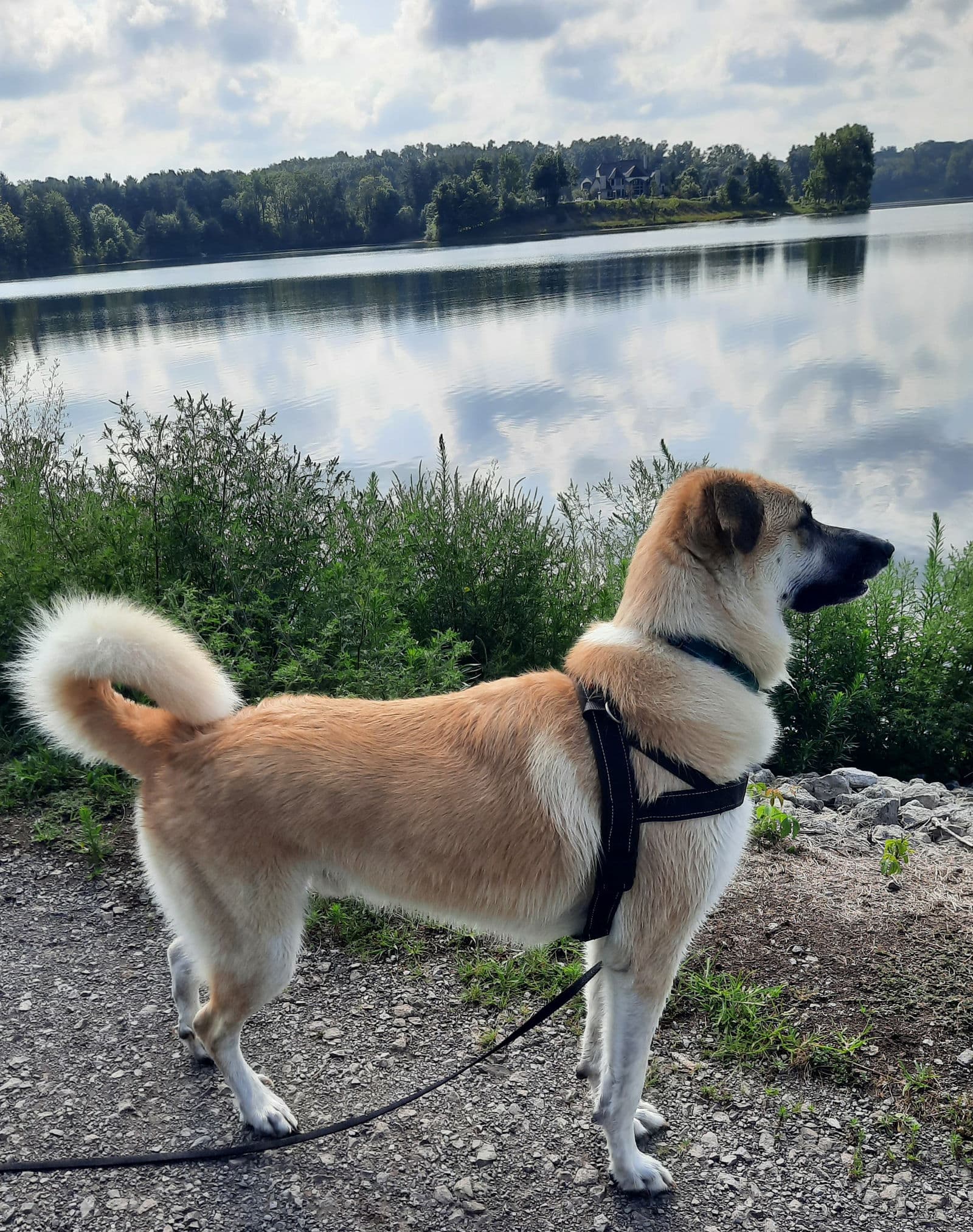 Buck - German Shepherd Dog