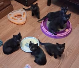 Fruit Basket Babies image 1