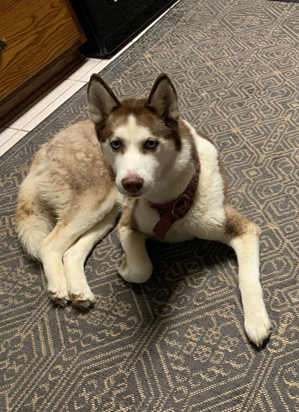 Blue Eyed Skye - Siberian Husky