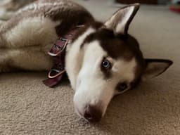 Blue Eyed Skye image 2