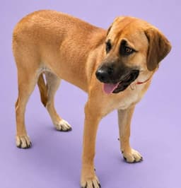 Jeannie image 1