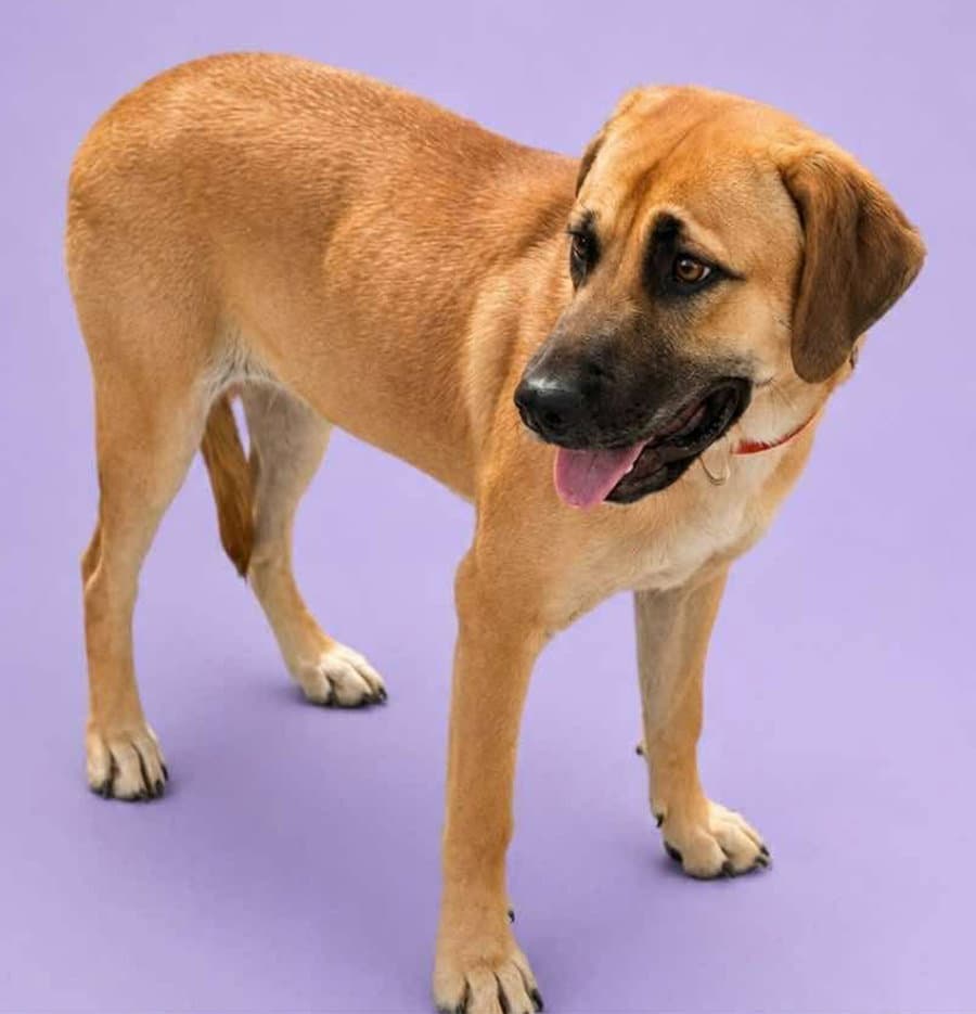 Jeannie - Boxer