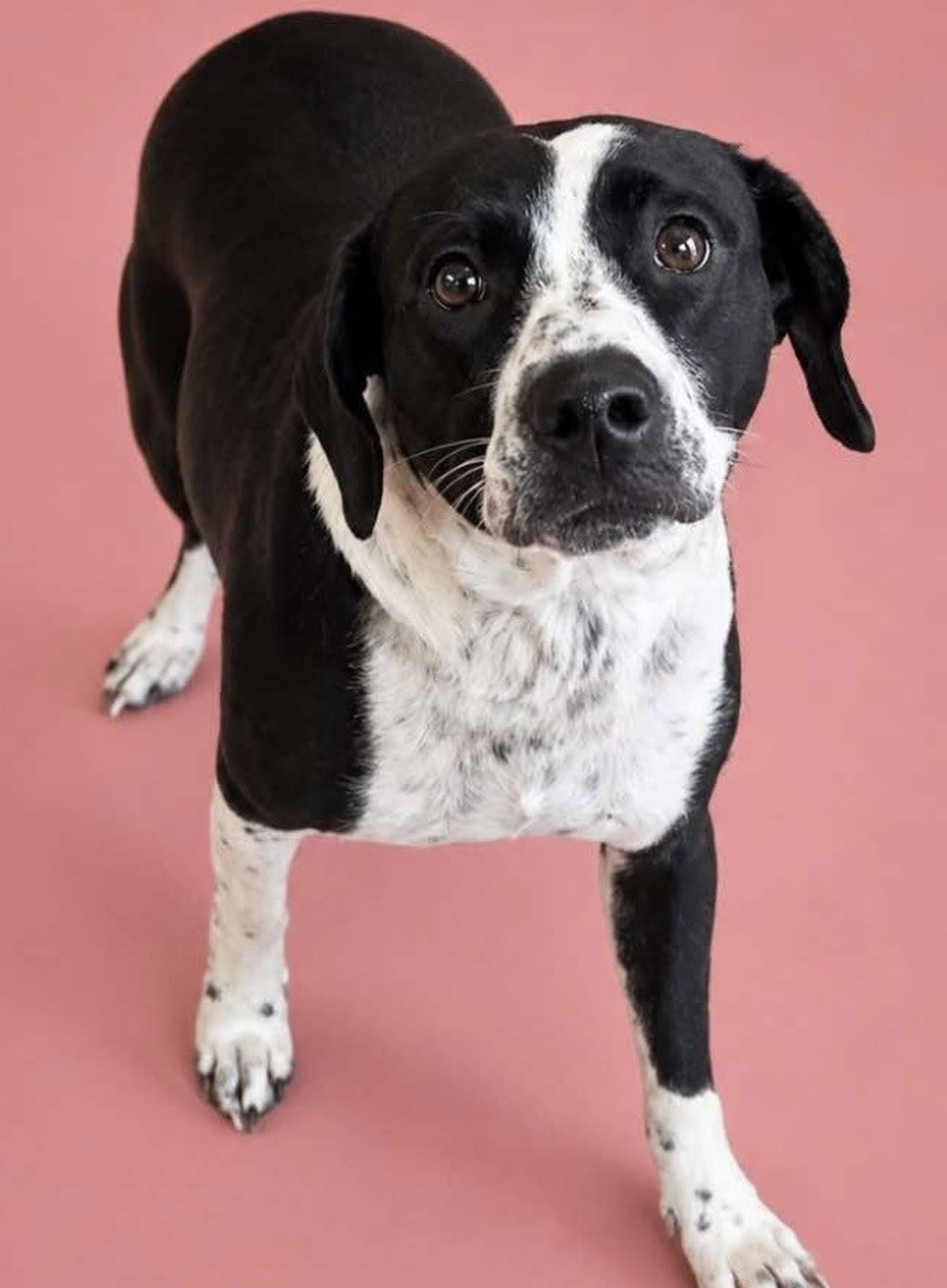 Tulip - Labrador Retriever