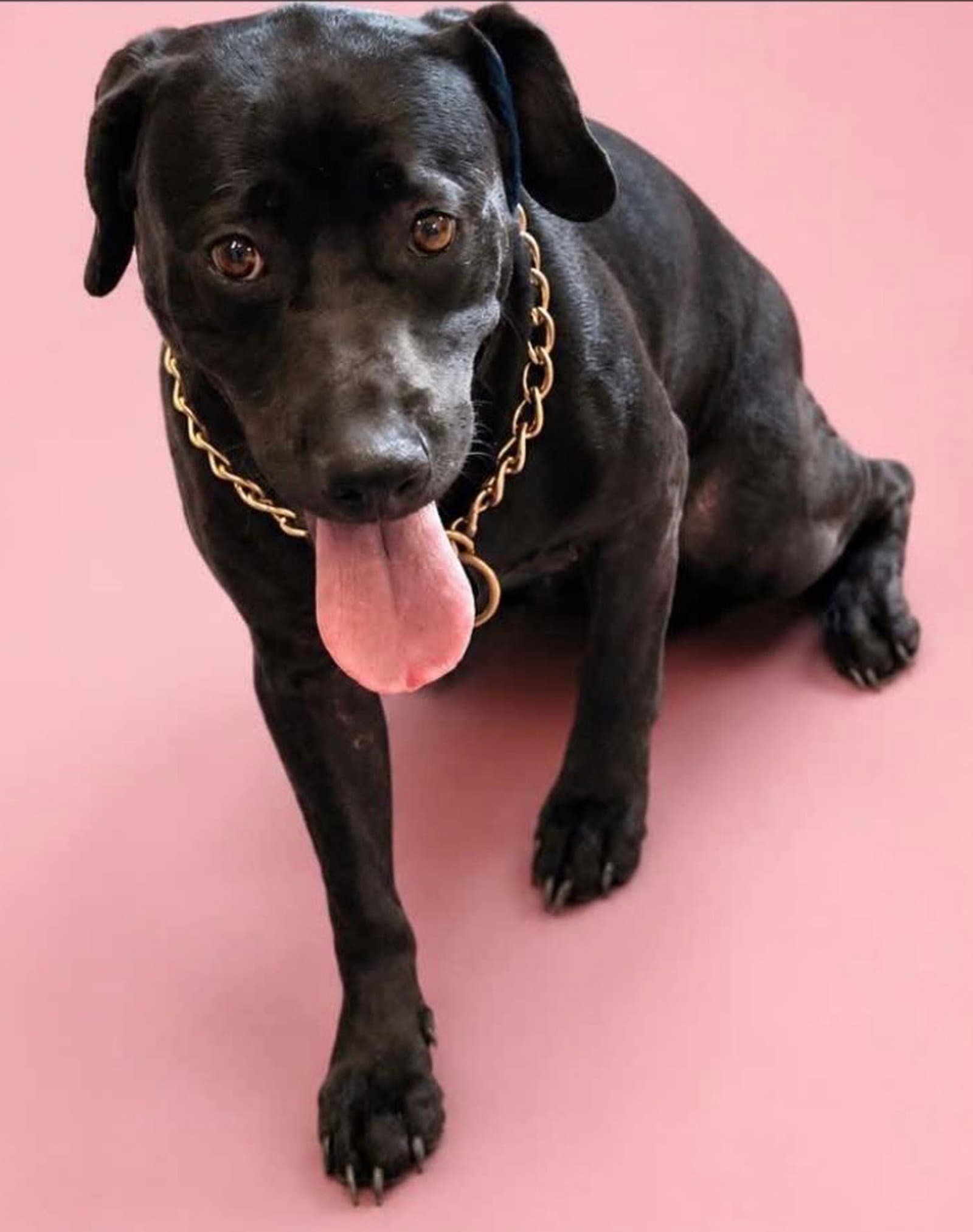 Daisy - Black Labrador Retriever