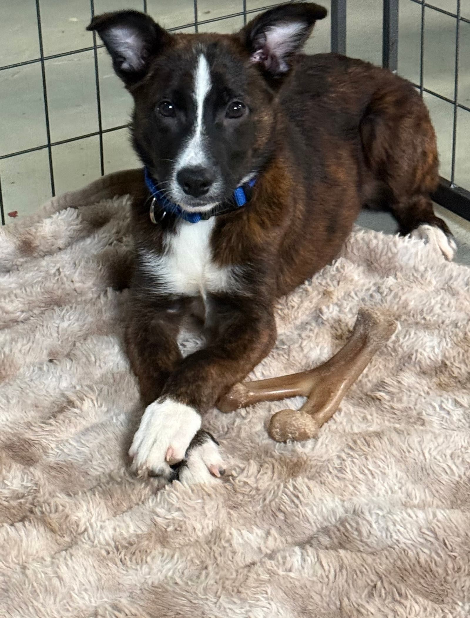 Pineapple Puppy - Collie