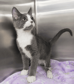 Kitten Kc image 2