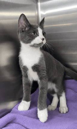 Kitten Kc image 3