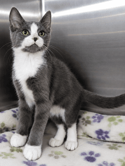 Kitten Kc image 4