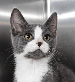 Kitten Kc image 1
