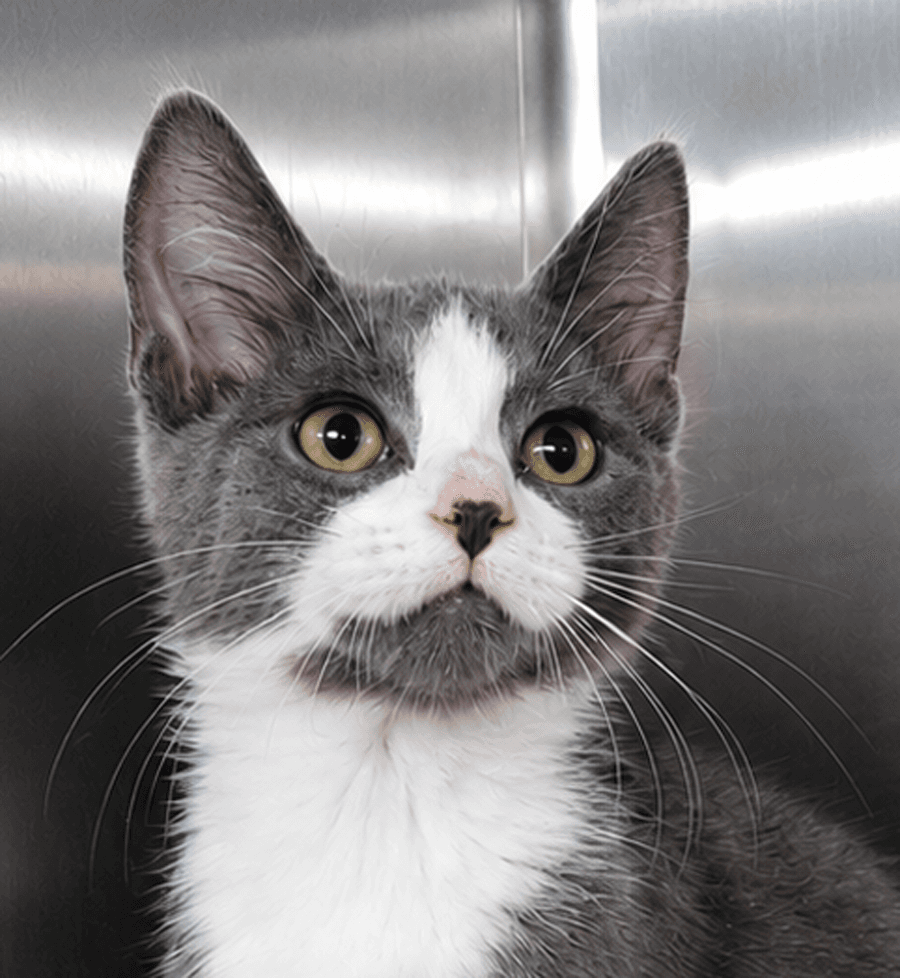 Kitten Kc - Domestic Short Hair
