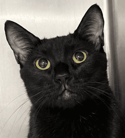 Fifi image 1