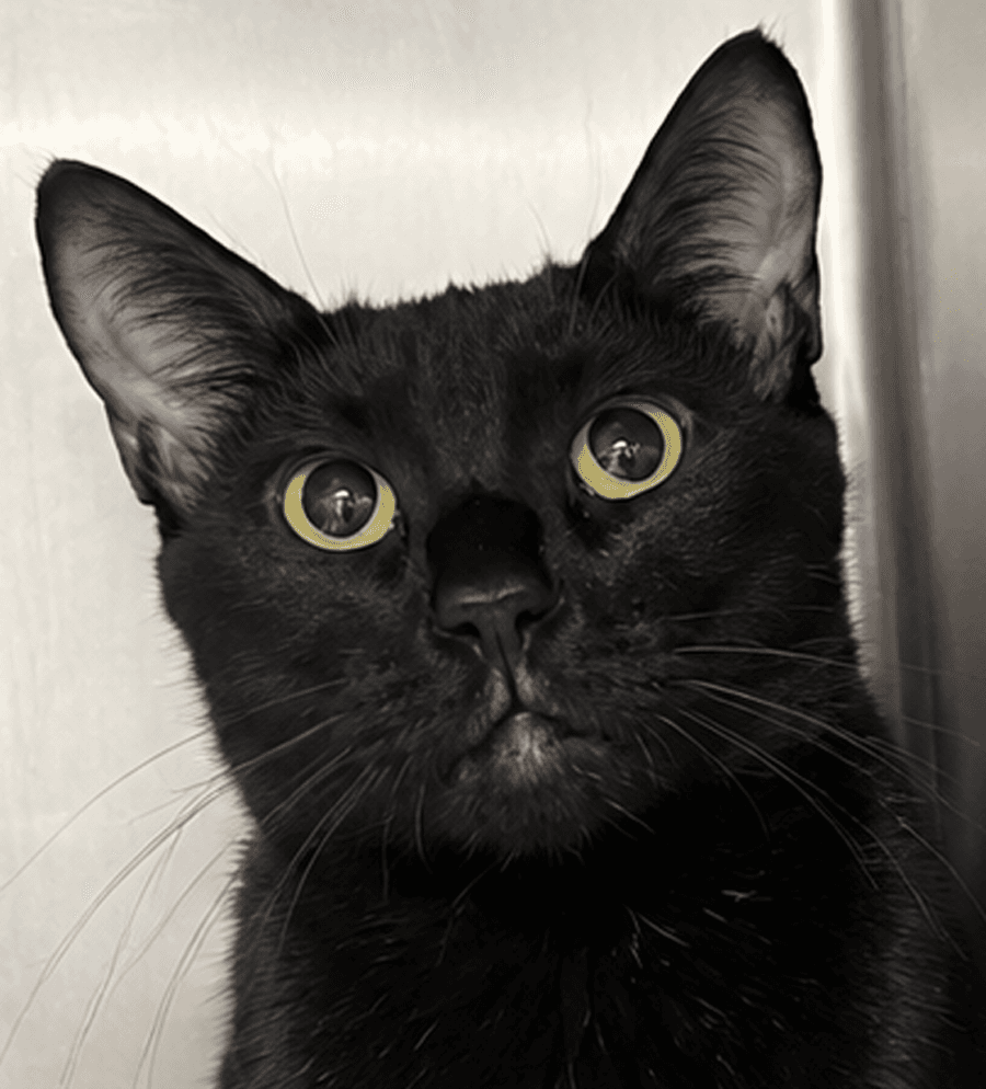 Fifi - Domestic Short Hair