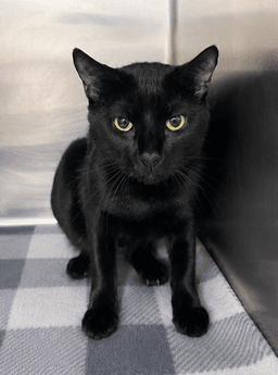 Fifi image 3
