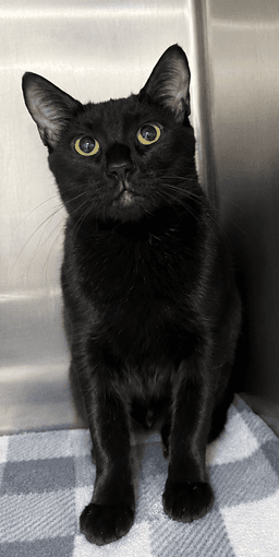Fifi image 4