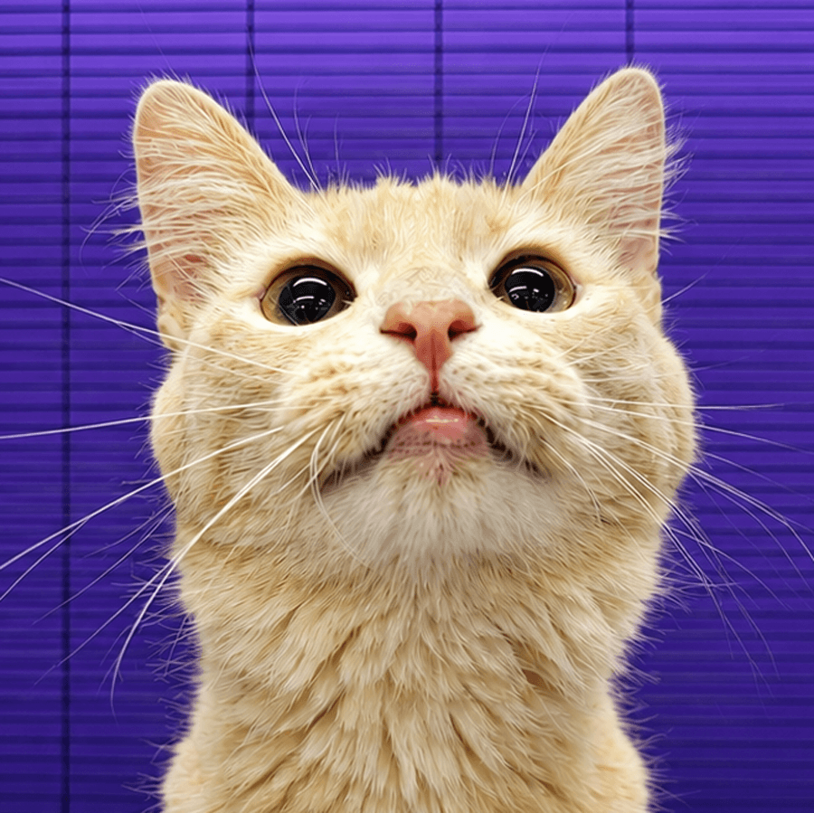 Burrow - Domestic Medium Hair