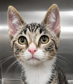 Kitten Hot Tub image 1