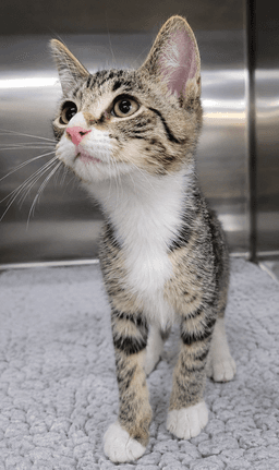 Kitten Hot Tub image 3