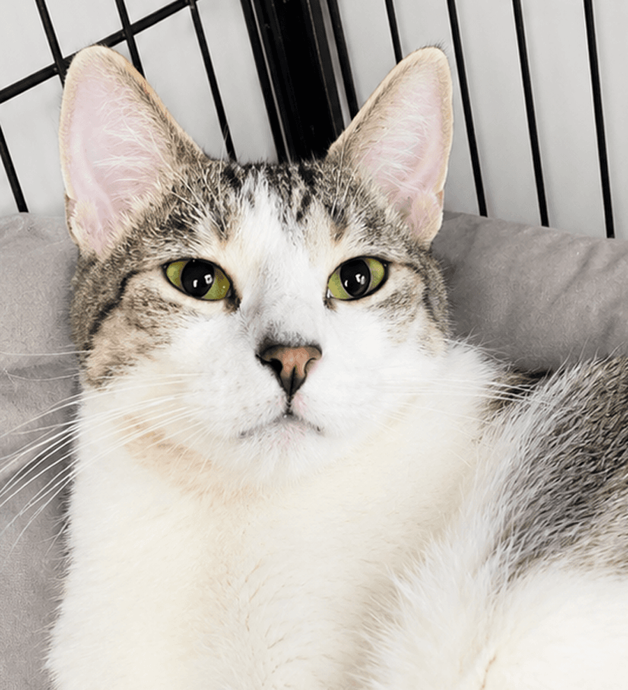 Snapple - Domestic Short Hair
