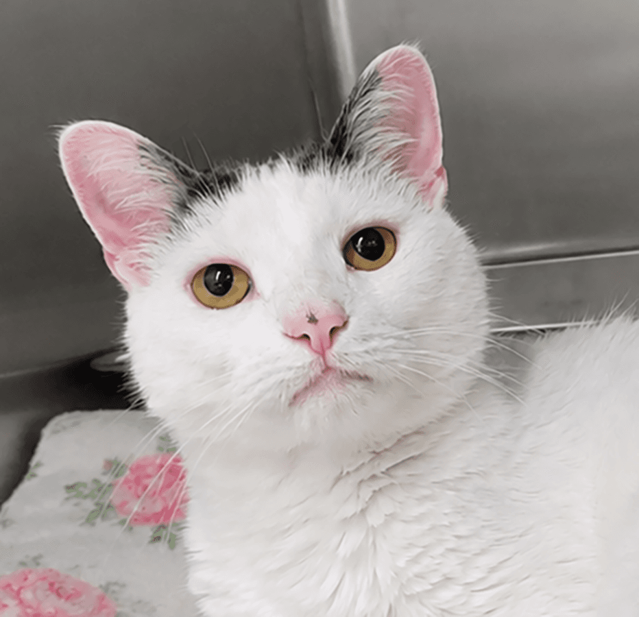 Suki - Domestic Long Hair