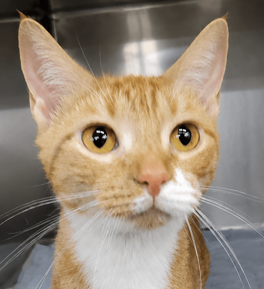 Pants - Domestic Short Hair