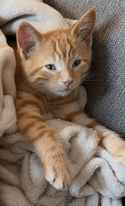 Kitten Rocky image 1