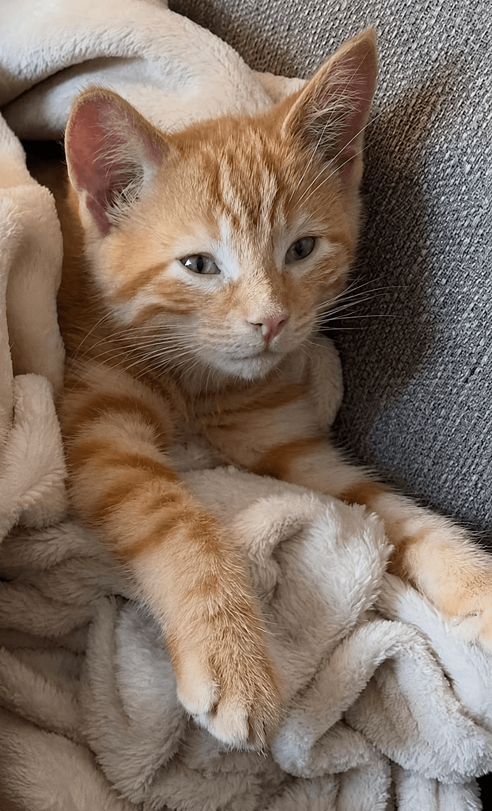 Kitten Rocky - Domestic Short Hair
