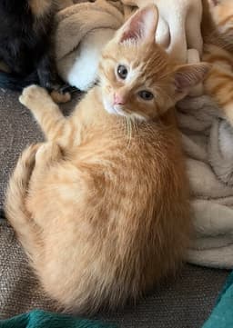 Kitten Teddy image 1