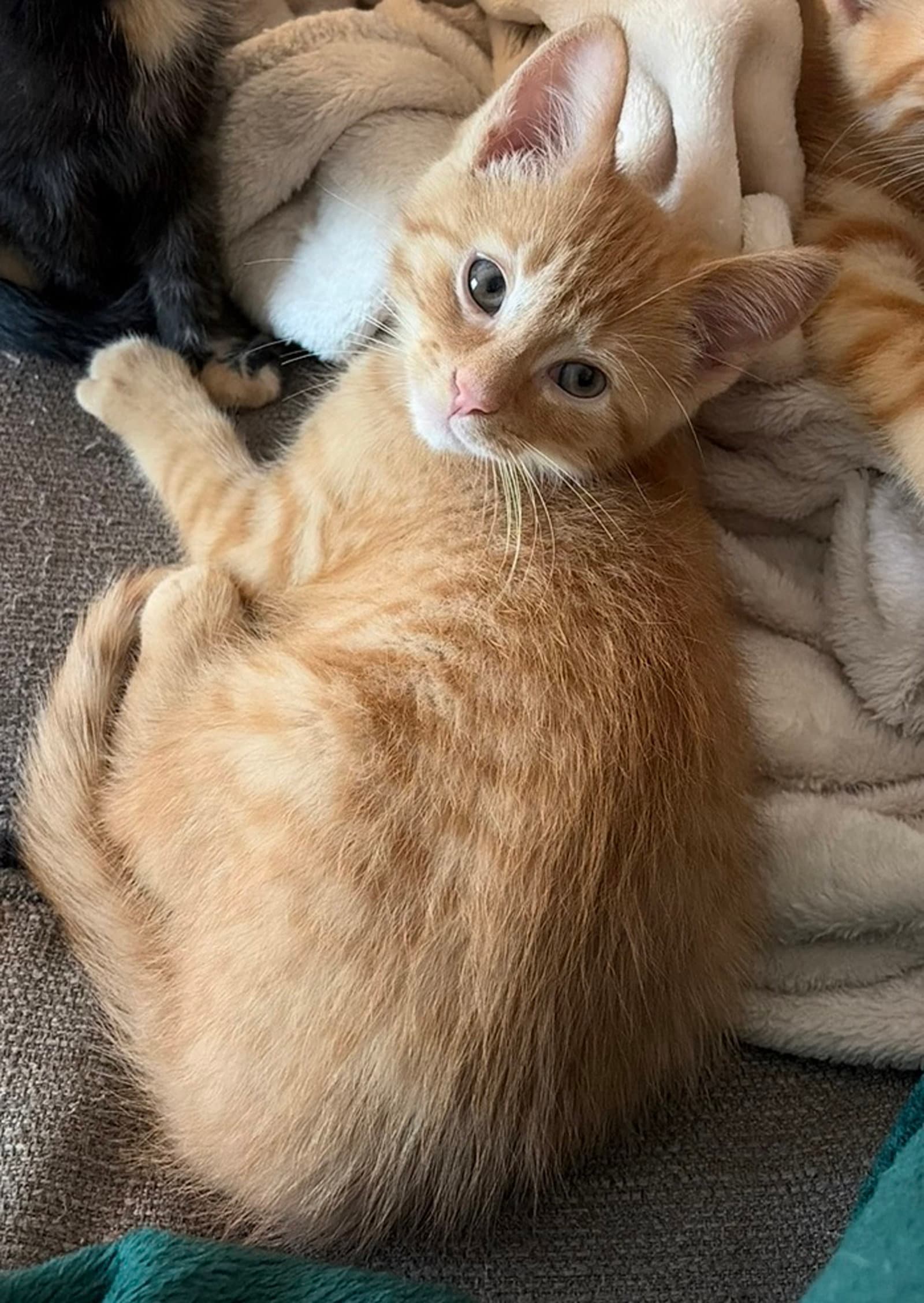 Kitten Teddy - Domestic Short Hair