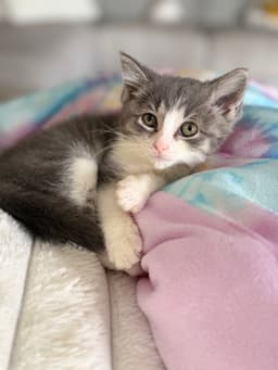 Kitten Putty image 1