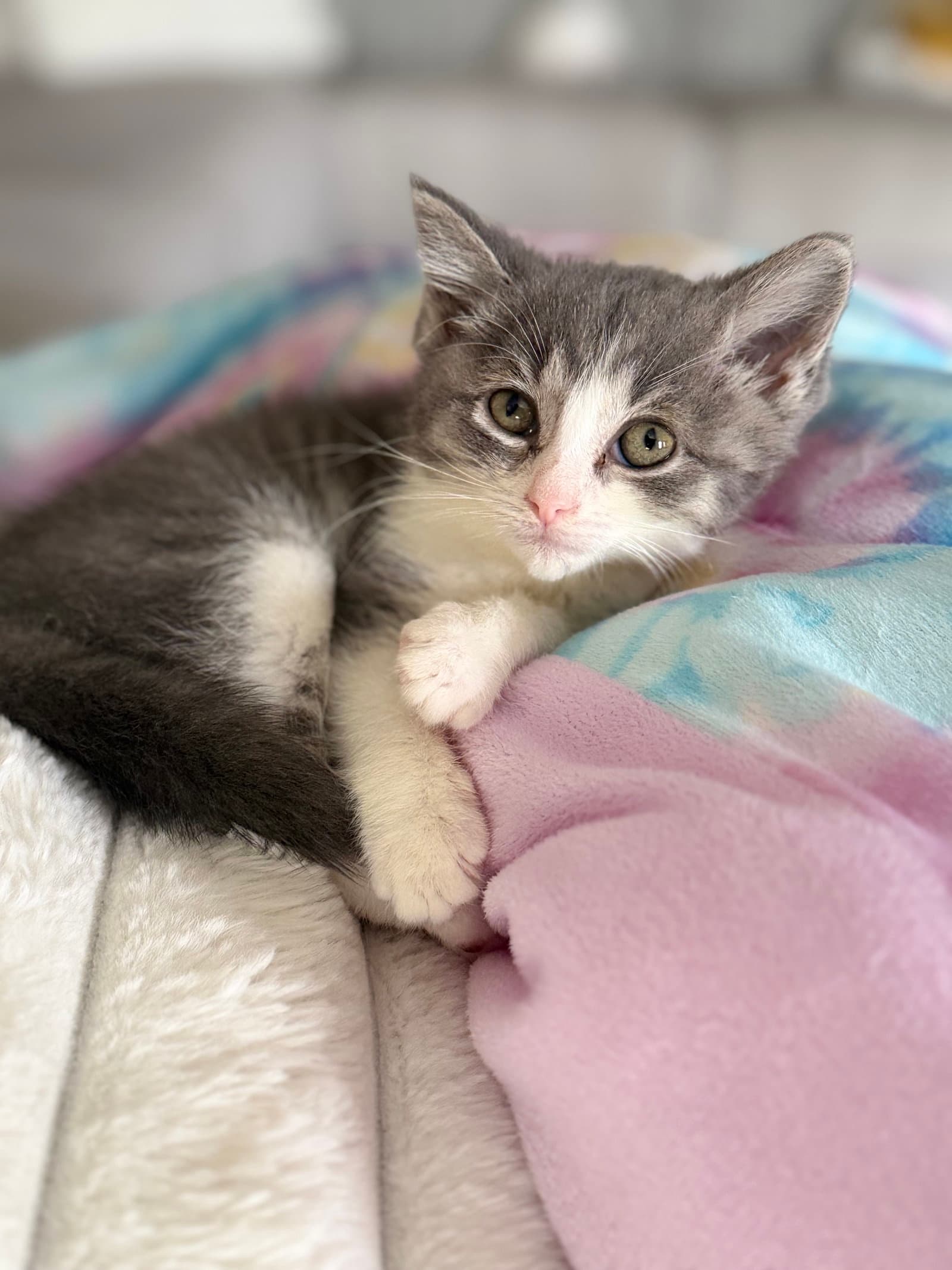 Kitten Putty - Domestic Short Hair