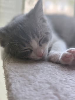 Kitten Putty image 2