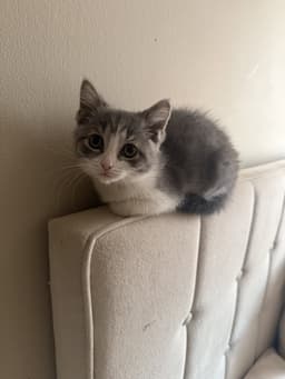 Kitten Putty image 3