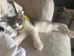Kitten Putty image 4