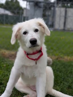 Baby Fiona Big Puppy image 1