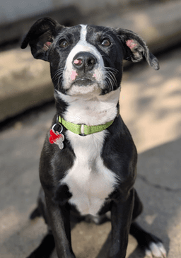 Puppy Mints image 2