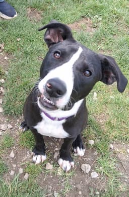 Puppy Mints image 1
