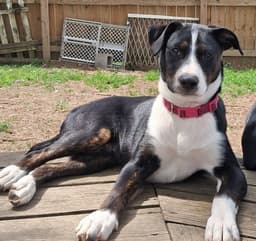 Jason Pup image 1