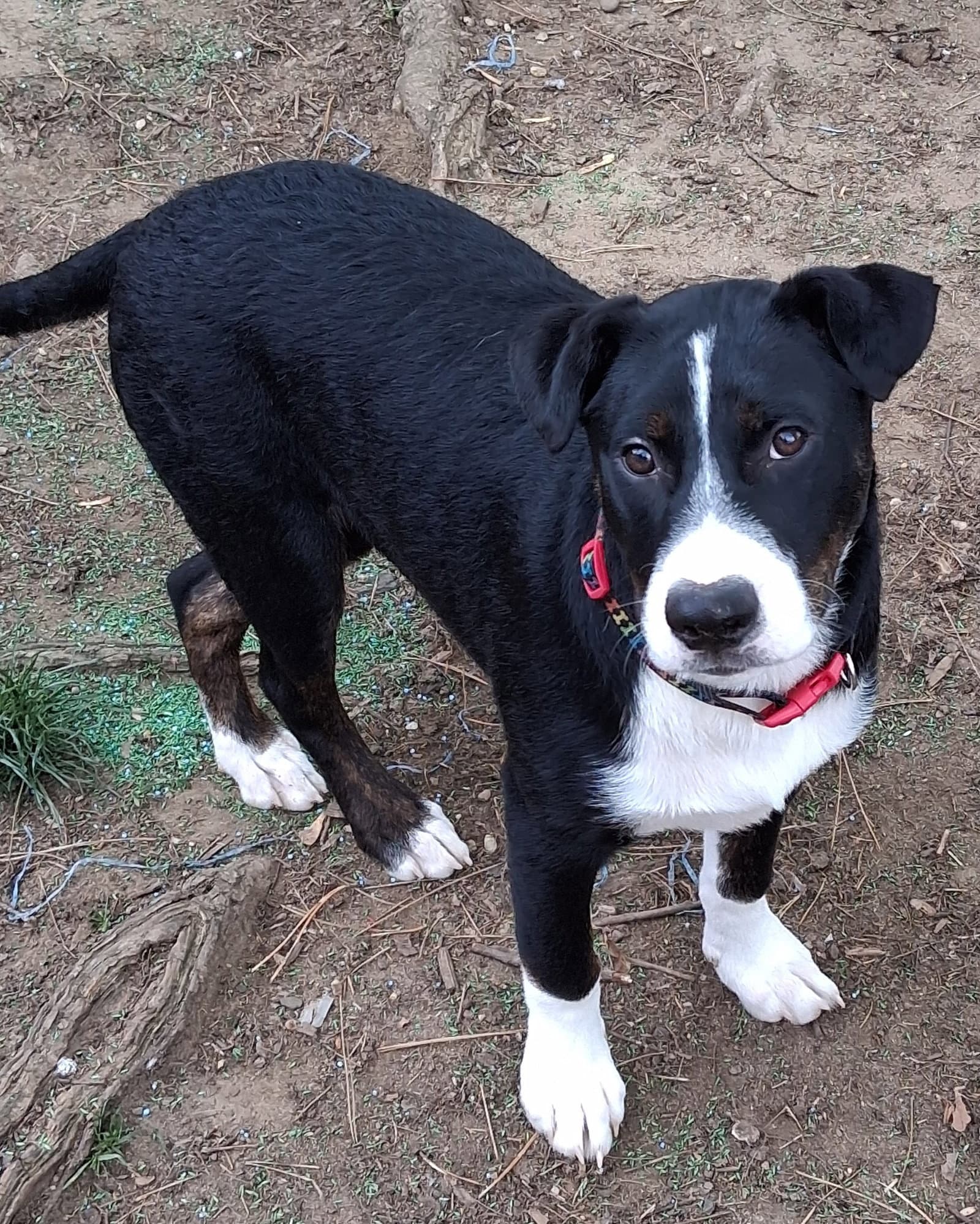 Joseph Pup - Labrador Retriever