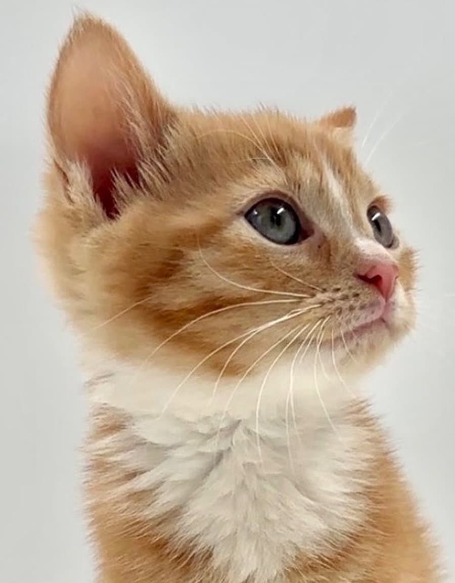 Kiten Kayak - Domestic Short Hair
