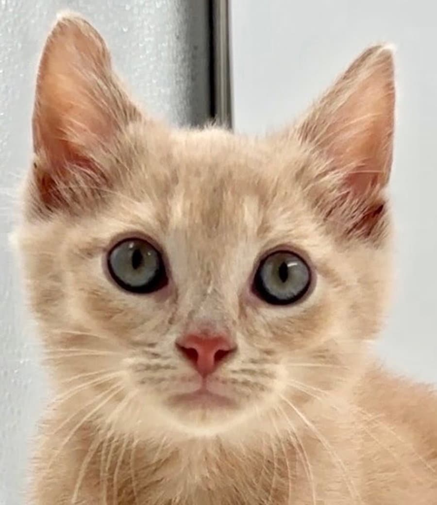 Kitten Canoe - Domestic Short Hair