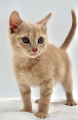 Kitten Canoe image 2