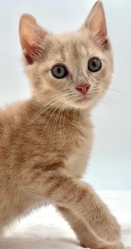 Kitten Canoe image 3