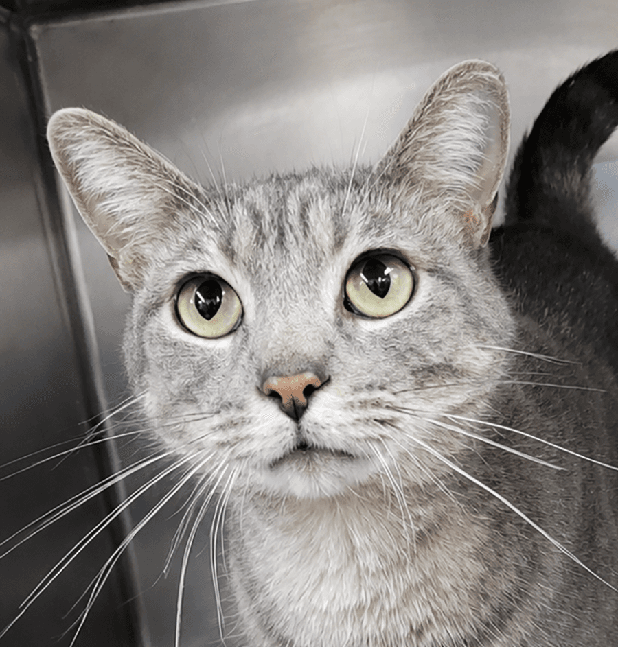 Haze - Domestic Short Hair