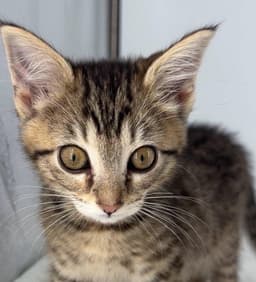 Kitten Olive image 1