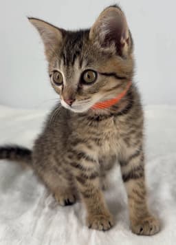 Kitten Olive image 2