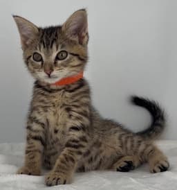 Kitten Olive image 3