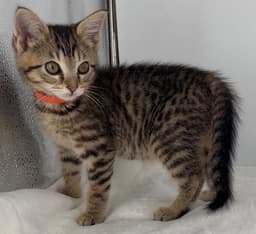 Kitten Olive image 4