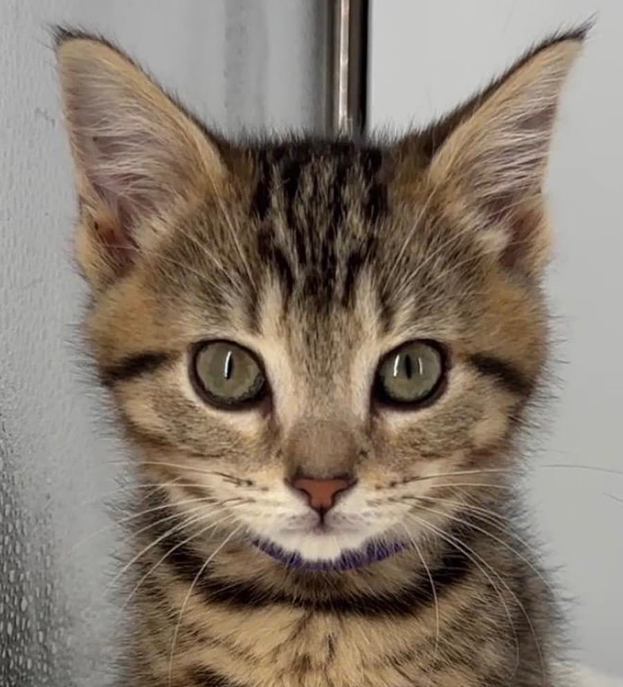 Kitten Miley - Domestic Short Hair