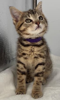 Kitten Miley image 2